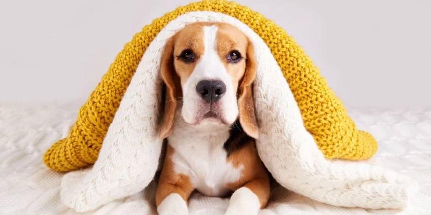 Image: Is Every Living Creature in Your Home Staying Warm This Winter?
