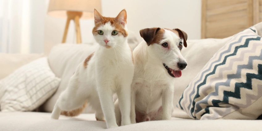 Image: How Pet Hair Can Affect Your HVAC System’s Efficiency