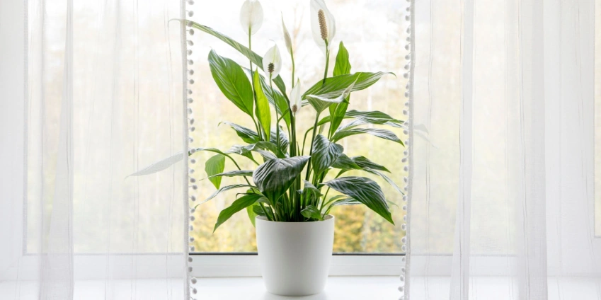Image: How to Improve Your Home’s Indoor Air Quality This Summer
