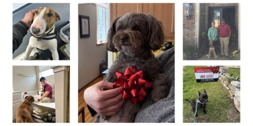Image: Sit, Stay, Install! Happy National Dog Day from Ace Hardware Home Services