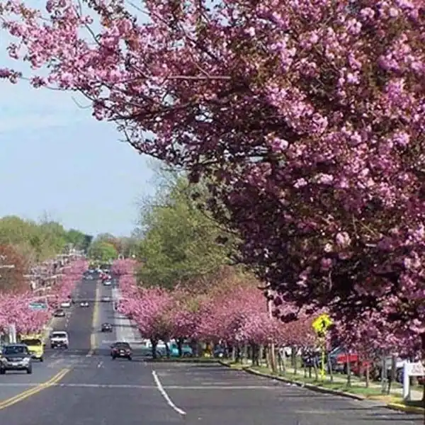 Cherry Hill, NJ