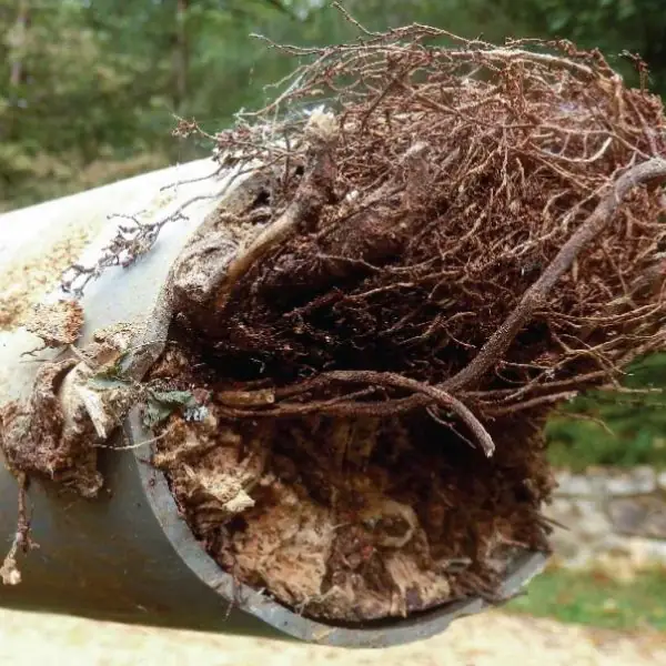Mainline sewer clog Mainline sewer clog